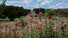80-Condesa-Hollyhocks-FZ80-08-01-2022-P1010098