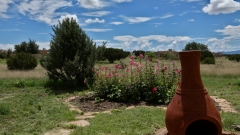 80-Condesa-Hollyhocks-FZ80-08-01-2022-P1010122