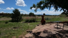 80-Condesa-Hollyhocks-FZ80-08-01-2022-P1010145