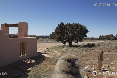 Bird-Looking-in-Window