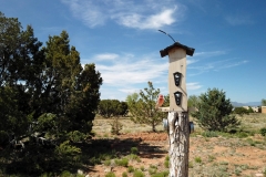 Bird-Feeder-Osmo-Pocket-05-15-2020-DJI_0213.MP4