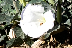 Datura-Bee-FZ80-Handheld-Manual-08-08-2020-P1000789