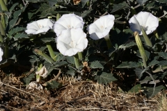 Datura-FZ80-Handheld-Manual-08-08-2020-P1000771