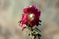 Hollyhock-FZ80-Handheld-Manual-08-08-2020-P1000787