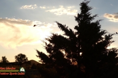 Hummingbird-Sunrise-FZ80-08-09-2020