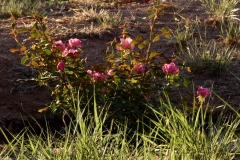 Rose-FZ80-Handheld-Manual-08-08-2020-P1000730