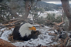 Bald-Eagle-Nesting-Webcam-Big-Bear-CA-03-26-2021