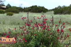 Hummingbird-on-Red-Sage-FZ2500-08-14-2021