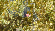 Chama-Train-FZ2500-10-05-2023-mpv-shot0006