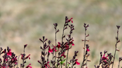 Red-Sage-FZ2500P1120017