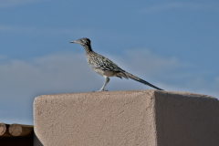 Roadrunner-FZ2500-08-04-2024-P1120029