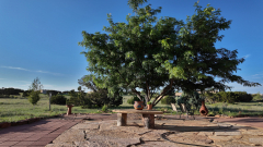 Thornless-Honey-Locust-Pocket3-07-21-2025-DJI_20250721071840_0001_D_000002_01