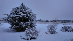 Snowy-Morning-01-09-2026-Pocket3-vlcsnap-00003