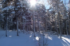 front_yard