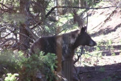 bear_behind_house