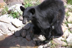 bear_drinking