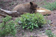 bear_eating