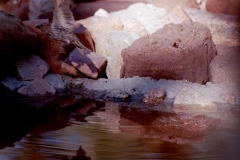 bird_bear_bath