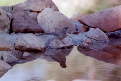 bird_bear_bath_2