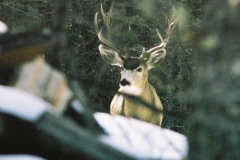 bucky5
