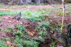 grouse_backyard
