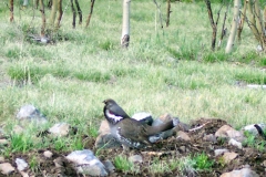 grouse_backyard_mating_call