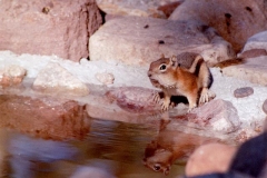 monkey_bear_bath