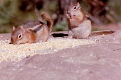 monkies_3