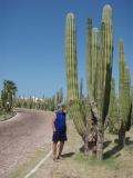Dutch-Saguaro-San-Carlos-Sept-2007-P9030096