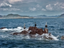 San-Carlos-Caracol-Pelicans-Sept-2007-P9030125