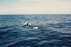 Sea_Lions_Chasing_Bait_Rejects