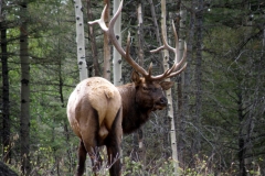 Bull-Elk-in-Yard