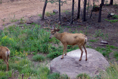 Mule-Deer-Velvet-Corn-Rock-100_0770