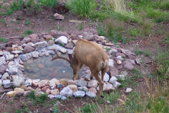 Mule-Deer-Velvet-Pond-Dutch-Built-100_0770