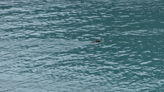 Glacier-Bay-AK-Sea-Otter-FZ2500-07-04-2024-P1110614