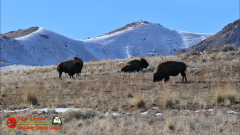 Antelope-Island-State-Park-Great-Salt-Lake-UT-Pocket3-01-26-2024_000157_06