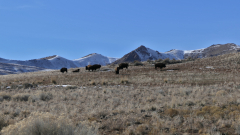 Great-Salt-Lake-Antelope-Island-FZ2500-01-25-2024-P1110126