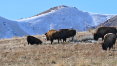 Great-Salt-Lake-Antelope-Island-FZ2500-01-25-2024-P1110128