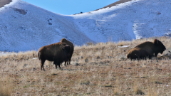 Great-Salt-Lake-Antelope-Island-FZ2500-01-25-2024-P1110134