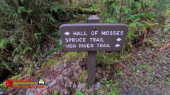 HOH-Rain-Forest-Hall-of-Mosses-Trail-Forks-WA-Insta360-Ace-Pro-01-22-2024-vlcsnap-2024-vlcsnap-2024-07-20-14h00m51s952