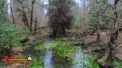 HOH-Rain-Forest-Hall-of-Mosses-Trail-Forks-WA-Insta360-Ace-Pro-01-22-2024-vlcsnap-2024-vlcsnap-2024-07-20-14h01m47s701
