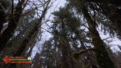 HOH-Rain-Forest-Hall-of-Mosses-Trail-Forks-WA-Insta360-Ace-Pro-01-22-2024-vlcsnap-2024-vlcsnap-2024-07-20-14h02m08s084