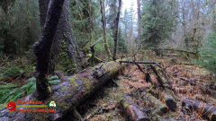 HOH-Rain-Forest-Hall-of-Mosses-Trail-Forks-WA-Insta360-Ace-Pro-01-22-2024-vlcsnap-2024-vlcsnap-2024-07-20-14h02m46s538