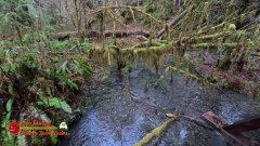 HOH-Rain-Forest-Hall-of-Mosses-Trail-Forks-WA-Insta360-Ace-Pro-01-22-2024-vlcsnap-2024-vlcsnap-2024-07-20-14h03m00s481
