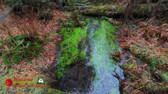 HOH-Rain-Forest-Hall-of-Mosses-Trail-Forks-WA-Insta360-Ace-Pro-01-22-2024-vlcsnap-2024-vlcsnap-2024-07-20-14h04m36s325