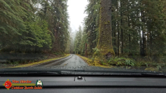 Hoh-Rain-Forest-Spruce-Nature-Trail-Insta360-Ace-Pro-01-23-2024-cap_Hoh-Rain-Forest-Spruce-Nature-Trail-Insta360-Ace-Pro-01-23-2024_000039_03