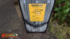 Hoh-Rain-Forest-Spruce-Nature-Trail-Insta360-Ace-Pro-01-23-2024-cap_Hoh-Rain-Forest-Spruce-Nature-Trail-Insta360-Ace-Pro-01-23-2024_000136_04