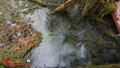 Hoh-Rain-Forest-Spruce-Nature-Trail-Insta360-Ace-Pro-01-23-2024-cap_Hoh-Rain-Forest-Spruce-Nature-Trail-Insta360-Ace-Pro-01-23-2024_000141_05