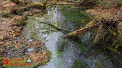 Hoh-Rain-Forest-Spruce-Nature-Trail-Insta360-Ace-Pro-01-23-2024-cap_Hoh-Rain-Forest-Spruce-Nature-Trail-Insta360-Ace-Pro-01-23-2024_000153_07