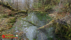 Hoh-Rain-Forest-Spruce-Nature-Trail-Insta360-Ace-Pro-01-23-2024-cap_Hoh-Rain-Forest-Spruce-Nature-Trail-Insta360-Ace-Pro-01-23-2024_000201_06